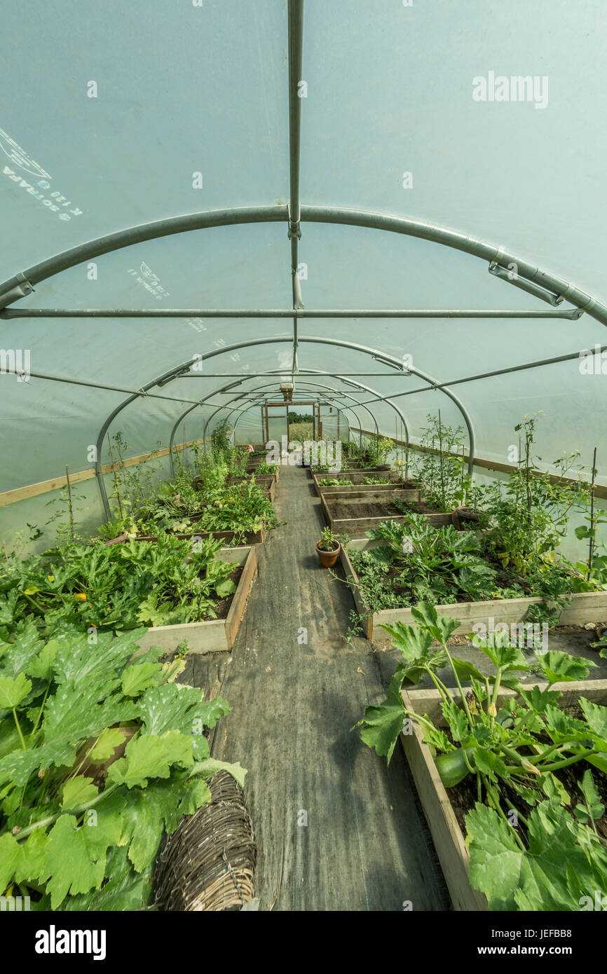 Amplio ángulo de visión de ojo de pez en el interior de un cultivo de hortalizas polytunnel - posible metáfora del concepto de autosuficiencia, ser autosuficientes, hacer crecer su propia empresa. Foto de stock