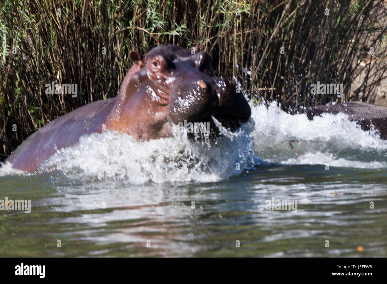 Hippo entrar en río Kafue Foto de stock