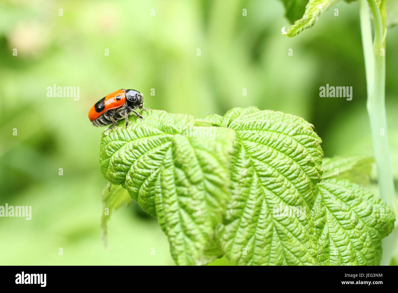 Escarabajo de hoja lisa Clytra laeviuscula (suborden nemonious (Polyphaga)). Escarabajo de alas rojas con puntos negros en hojas de frambuesa. Foto de stock