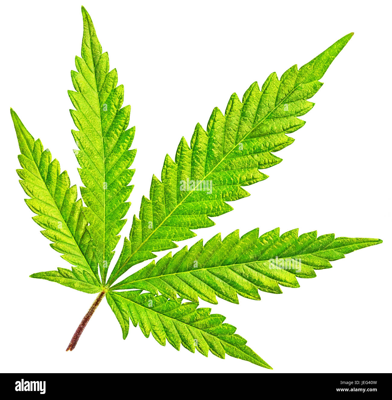 Cannabis leafs fotografías e imágenes de alta resolución Alamy