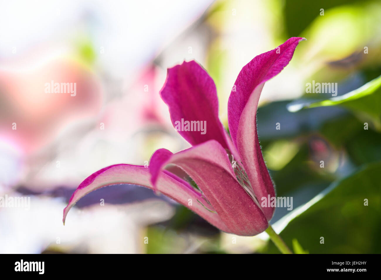 Clematis texensis Princesa Diana, Ranunculaceae. Planta trepadora. Foto de stock