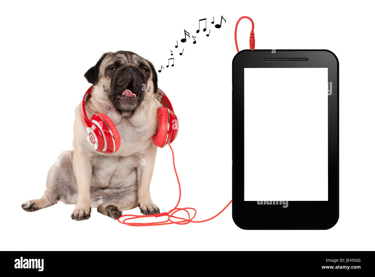 Concepto de app de música, canto de cachorro de pug con rojo auriculares,  sentado junto al teléfono o tableta en blanco Fotografía de stock - Alamy