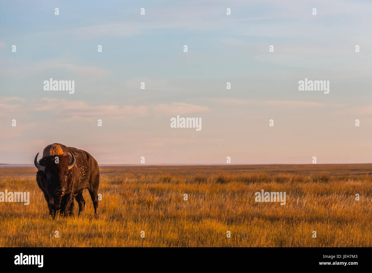 El bisonte (Bison bison), Parque Nacional de pastizales; Saskatchewan, Canadá Foto de stock