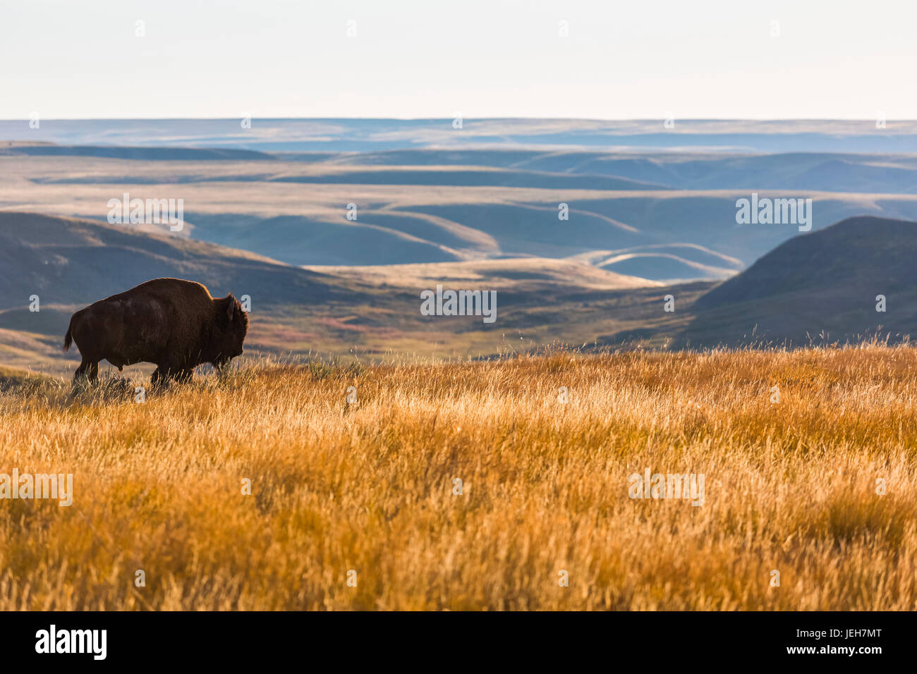 El bisonte (Bison bison), Parque Nacional de pastizales; Saskatchewan, Canadá Foto de stock