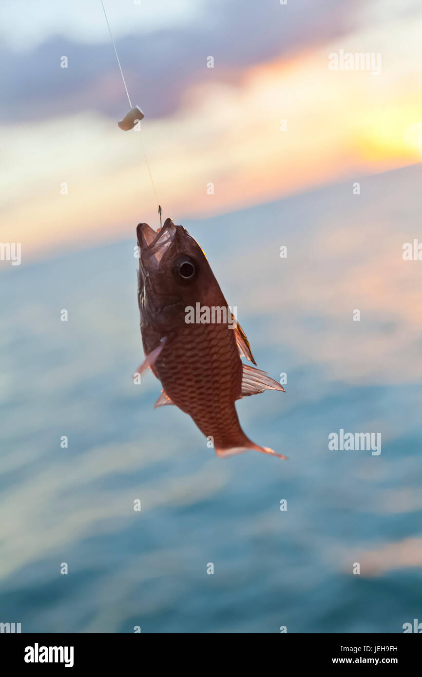 Close-up de un rojo peces de agua salada atrapados en una caña de pescar y gancho; Honolulu, Oahu, Hawaii, Estados Unidos de América Foto de stock