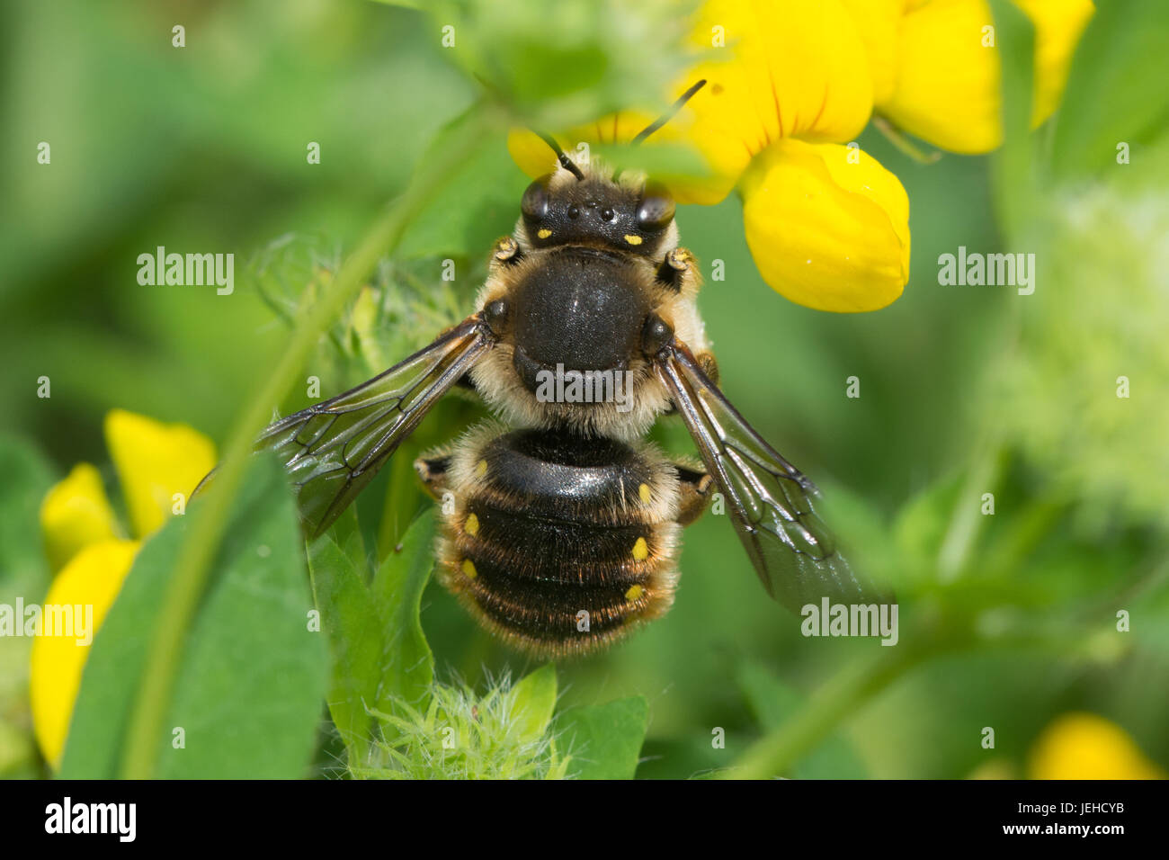 Close-up de una lana-carda de abeja (Anthidium manicatum) Foto de stock