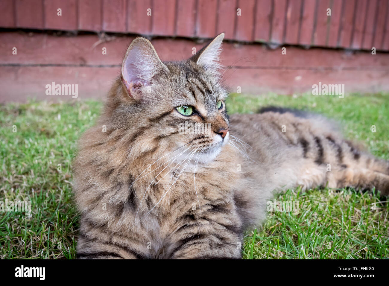 Pelo largo gato atigrado sentar afuera en un césped mirando hacia la derecha. Foto de stock