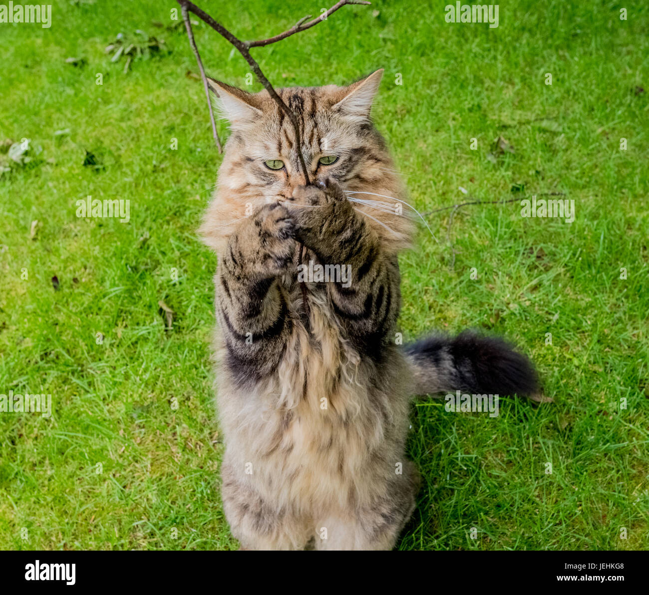 Pelo largo gato atigrado de pie sobre dos piernas aferrarse a una rama del árbol. Foto de stock