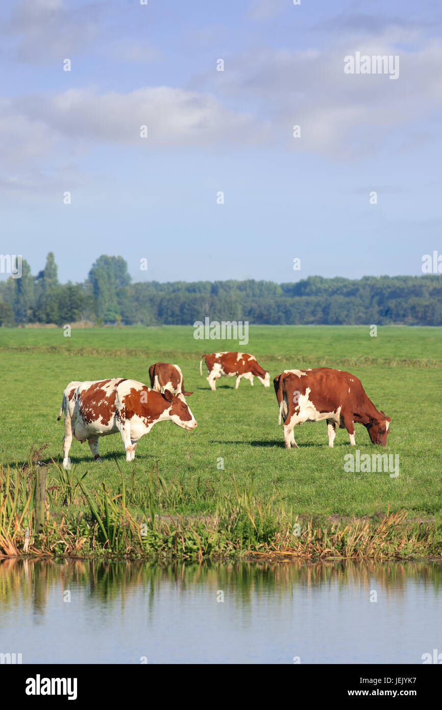 Rojo Frisian-Holstein vacas que pastan en una pradera verde con un canal. Foto de stock