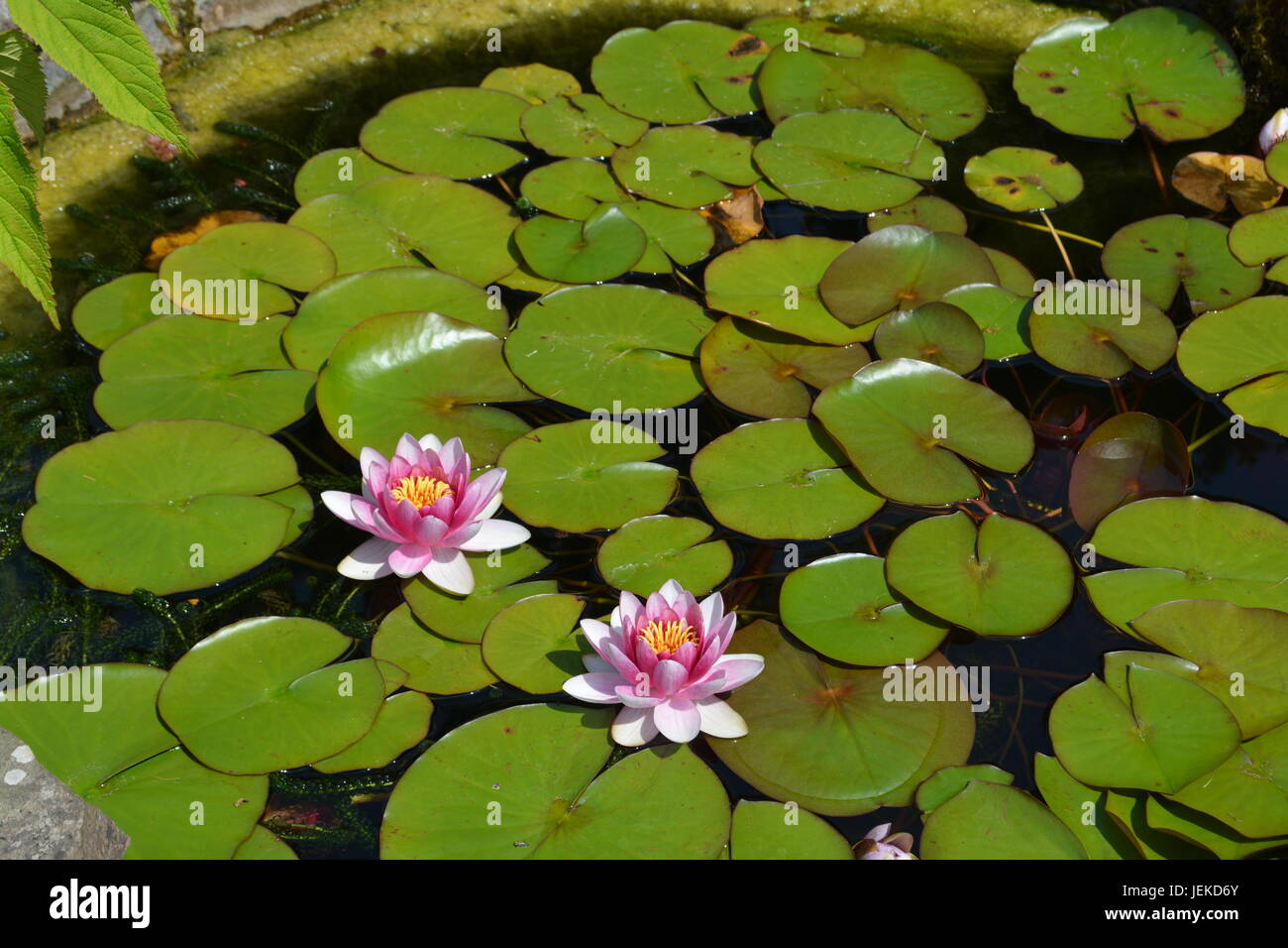 Rosa lily lirios y patines en gran estanque de jardín Foto de stock