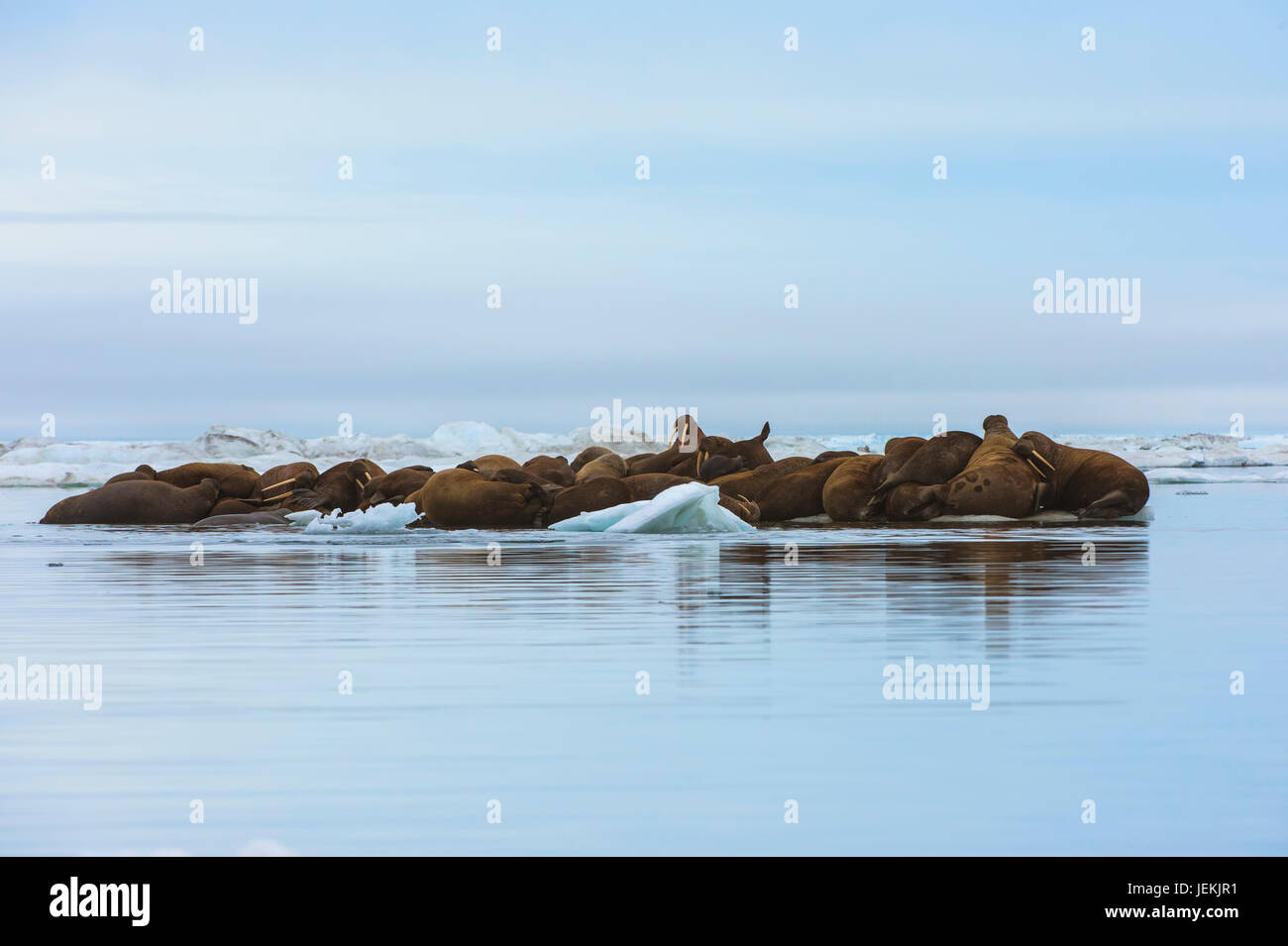 Grupo de morsas (Odobenus rosmarus) descansa sobre un flujo de hielo, Krasin Bay, isla de Wrangel, Mar Chuckchi, Chukotka, Lejano Oriente ruso, la Unesco Heritag mundial Foto de stock