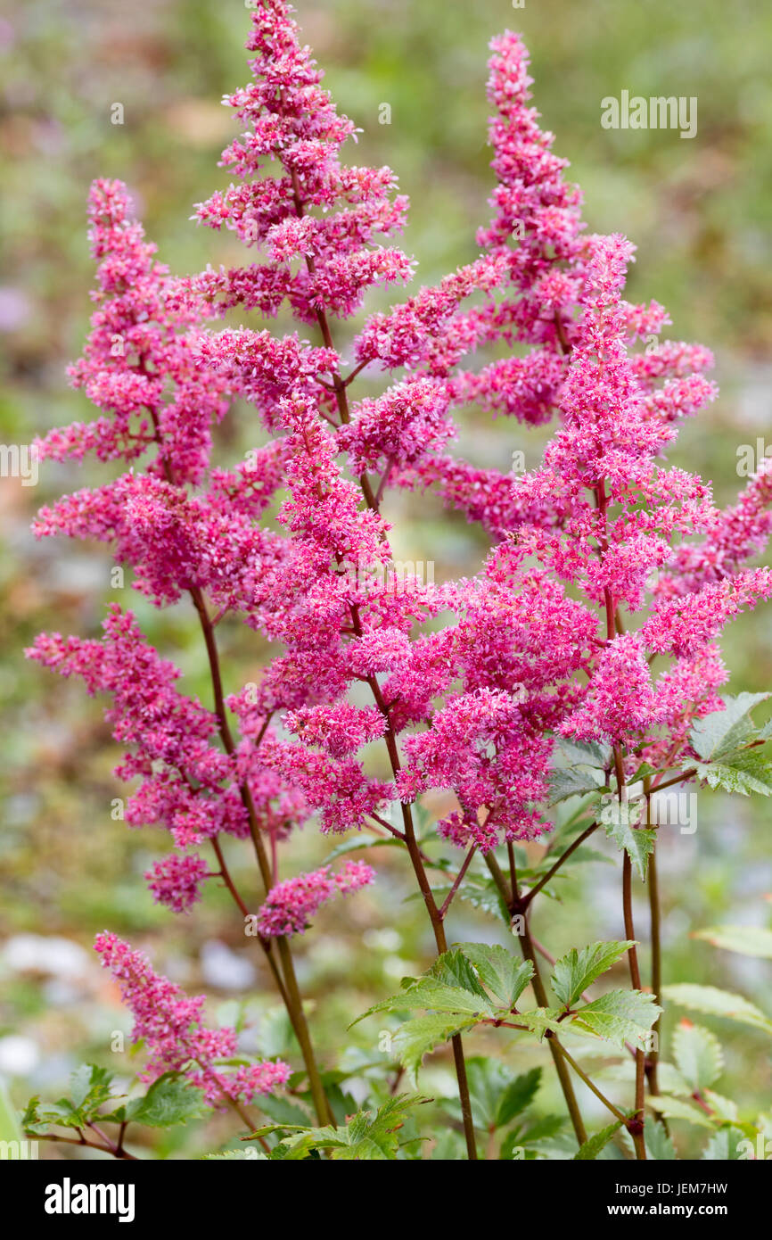 Feathery rosa flores en los tallos de las plantas ornamentales, flores