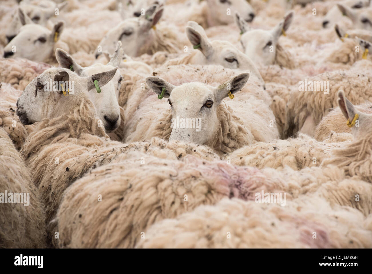 Ovis aries. Rebaño de ovejas en un corral esperando esquila en un espectáculo agrícola. REINO UNIDO Foto de stock