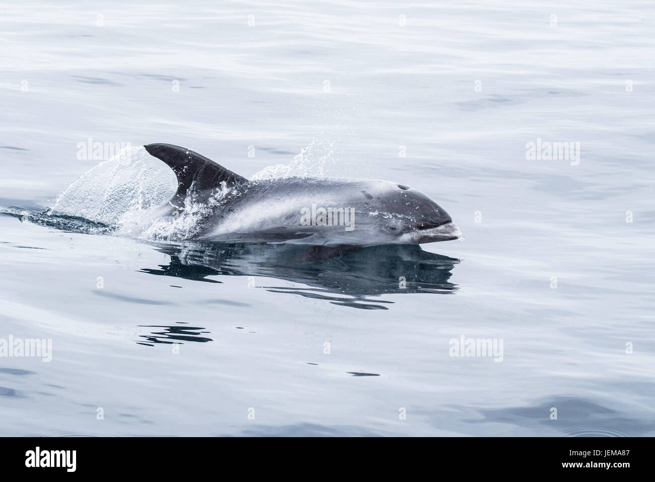 Blanco-delfín, Lagenorhynchus albirostris picuda, desbastado, cerca de las Islas Farne, cerca de Newcastle, Mar del Norte, Inglaterra Foto de stock