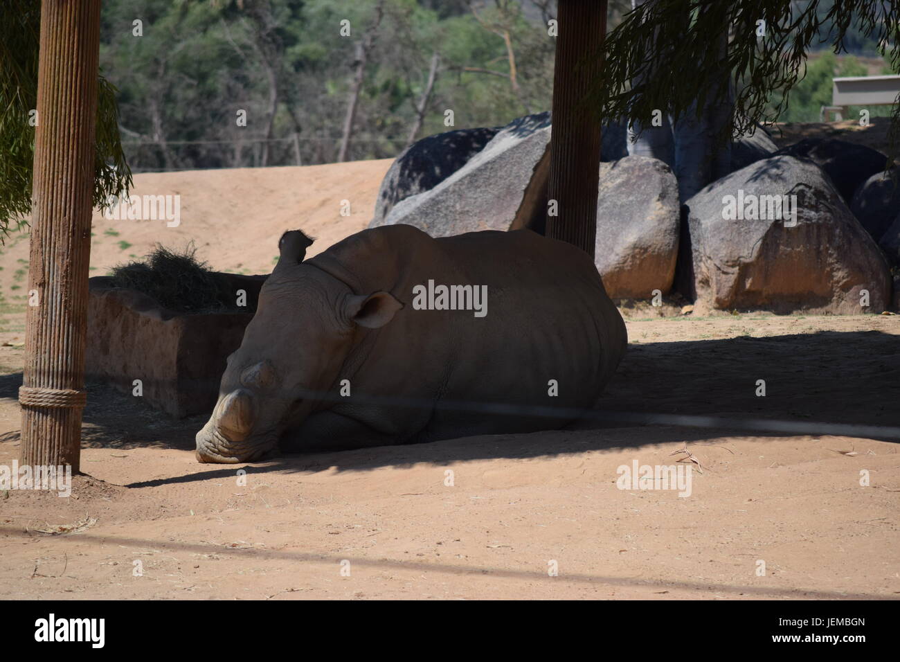 Rinocerontes en el Safari Park de San Diego Foto de stock