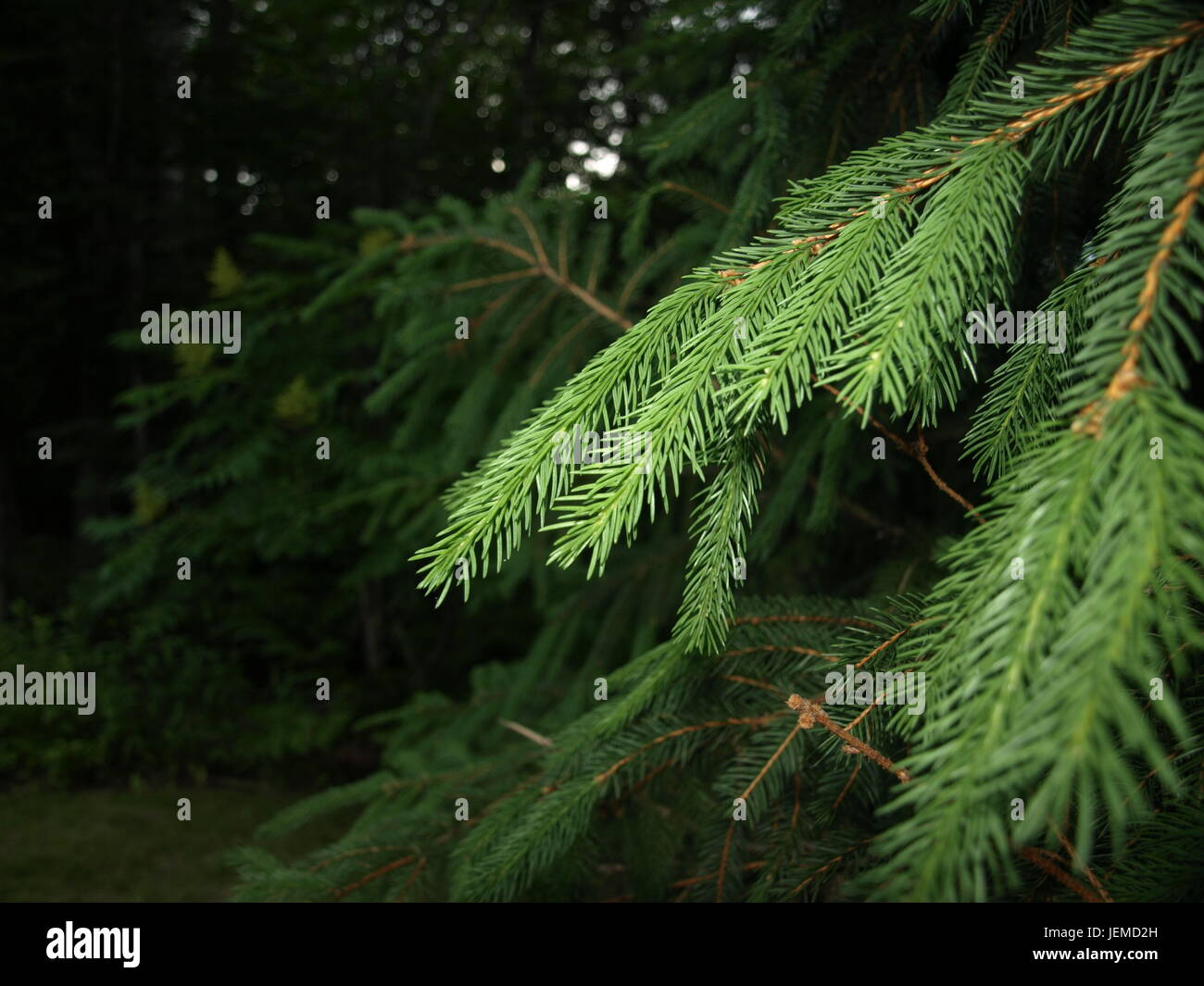 Un pino verde brillante en Gilford, NH Foto de stock