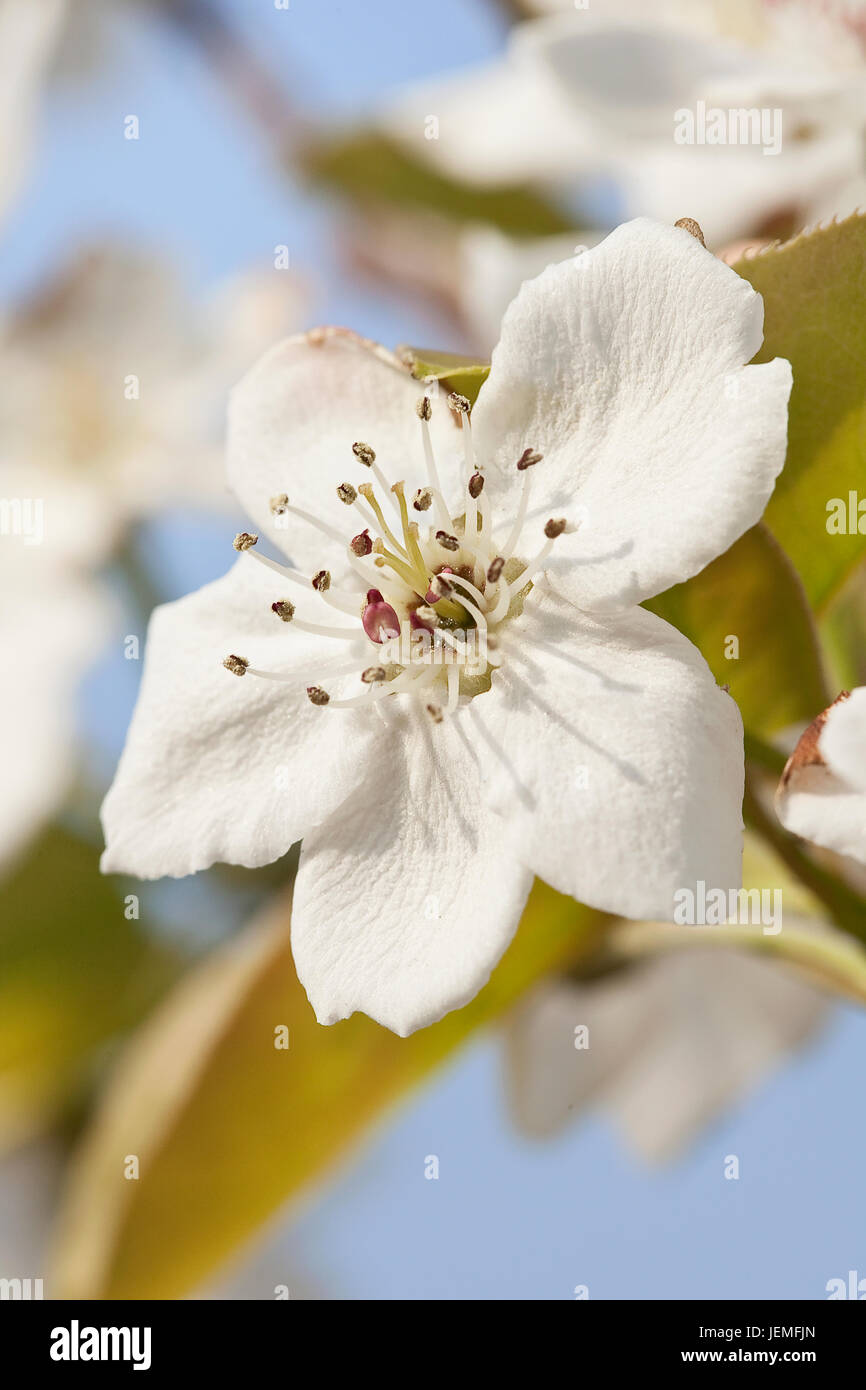 Hermosa flor blanca con un cielo azul en el fondo Foto de stock