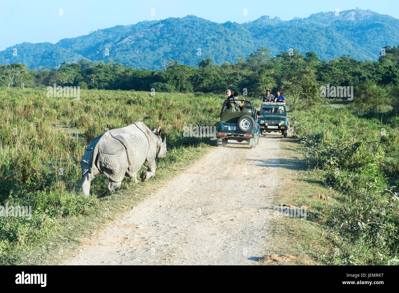 Rinoceronte indio (Rhinoceros unicornis) carga un vehículo con turistas, el Parque Nacional Kaziranga, Assam, India Foto de stock