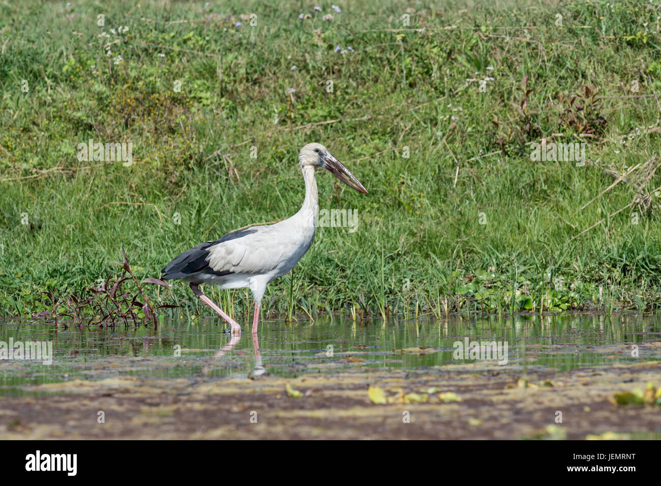 Asian Openbill Stork (Anastomus oscitans) caminando por el agua, el Parque Nacional de Chitwan, Nepal Foto de stock