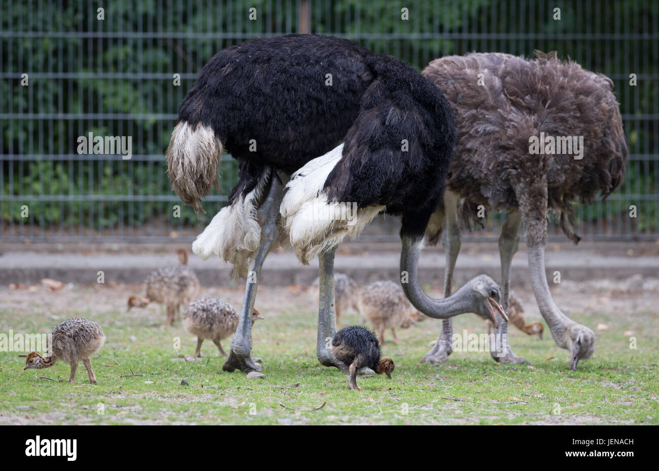 Muenster, Alemania. 27 de junio de 2017. "Ostrichs uenchi' (r) y 'Heinz' y sus pollitos recién nacidos pueden verse en un receptáculo no público en el zoológico en Muenster, Alemania, 27 de junio de 2017. Nueve polluelos nacieron a mediados de junio. Uno de los animales tiene plumas negras. Según el zoo, las plumas negras son un raro trastorno de color. Foto: Friso Gentsch/dpa/Alamy Live News Foto de stock