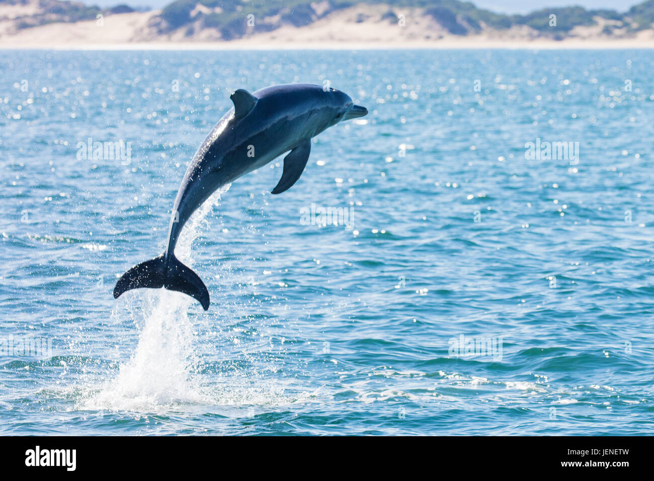 Delfines saltan fuera del océano, Tasmania, Australia Foto de stock