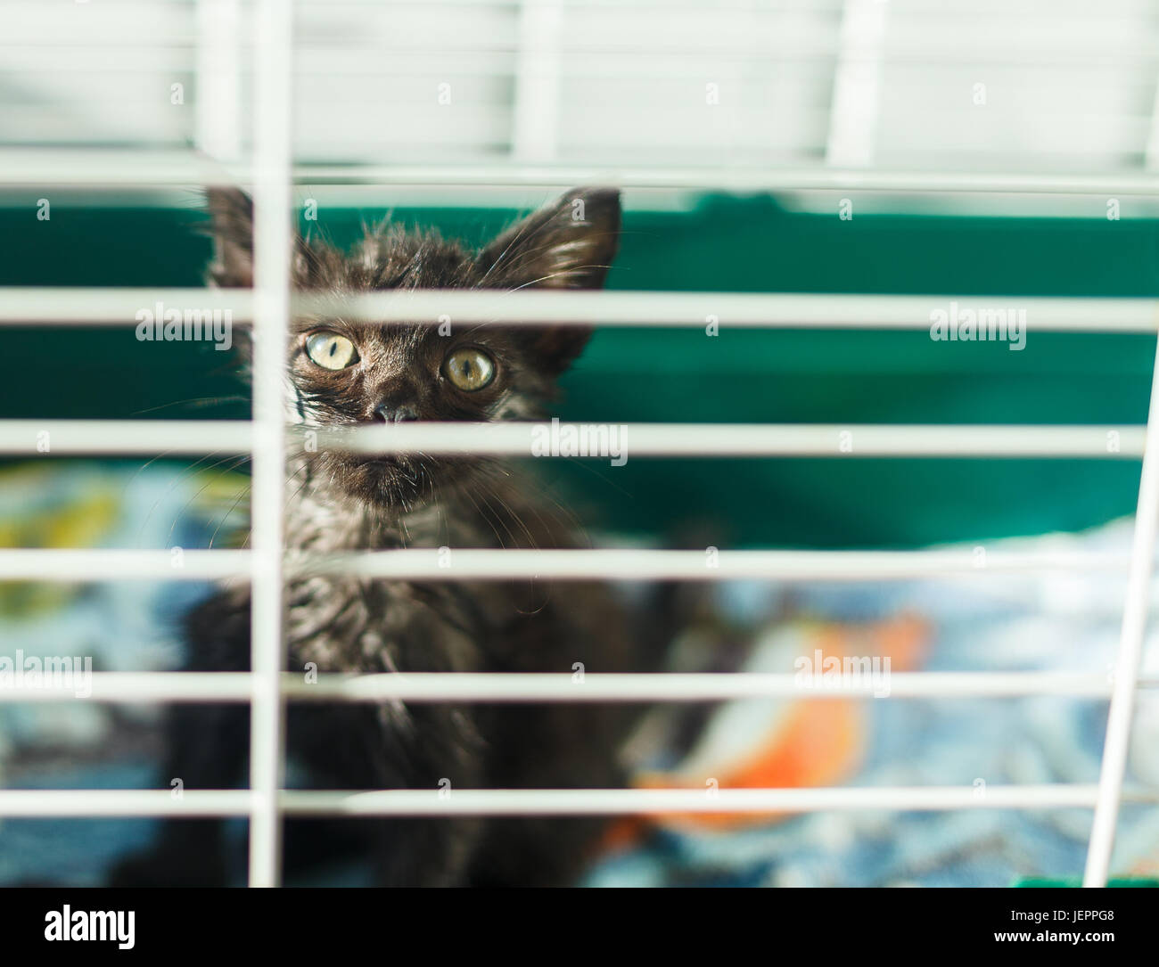 Homeless gatito en una jaula en un refugio de animales Foto de stock