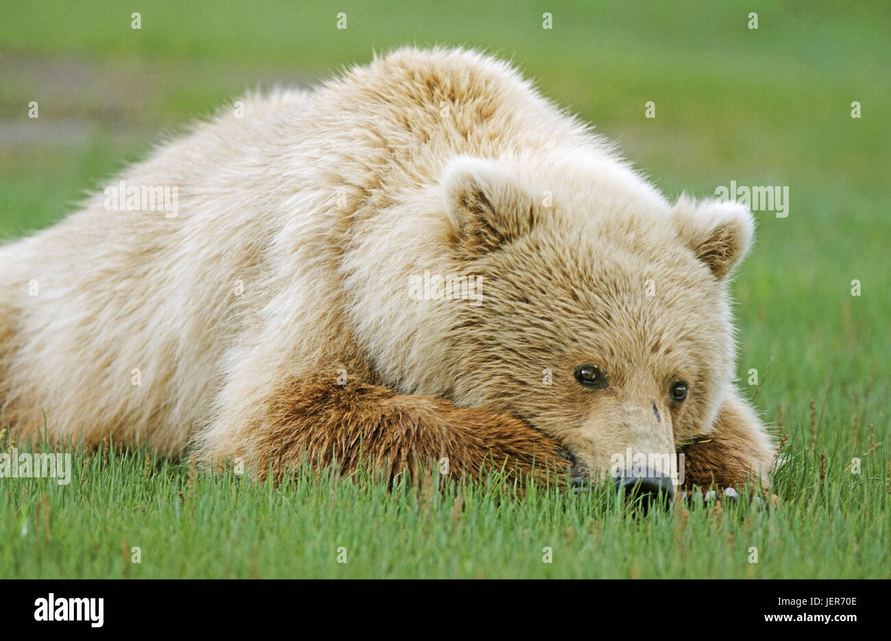 Panza de osos fotografías e imágenes de alta resolución - Alamy