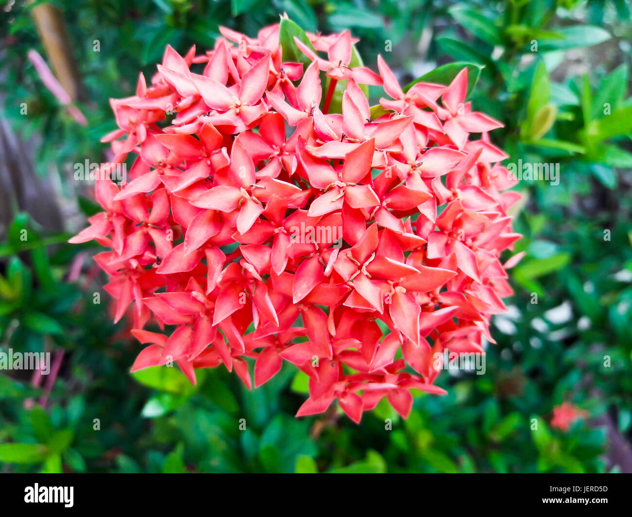 Ixora Rojas flor.spike flor. Rey Ixora blooming (Ixora chinensis Fotografía  de stock - Alamy