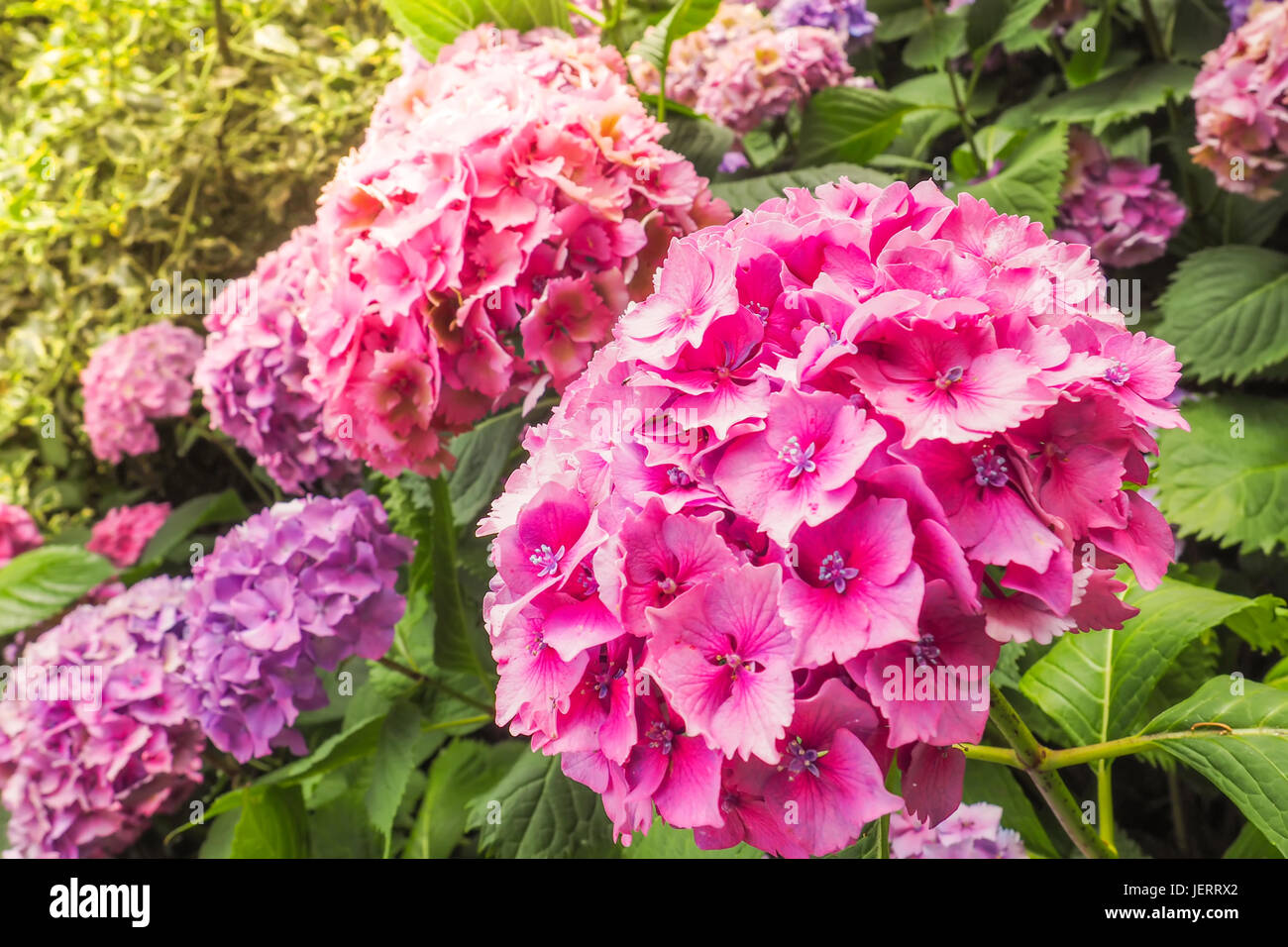 Hortensia morada en el fondo fotografías e imágenes de alta resolución -  Página 3 - Alamy