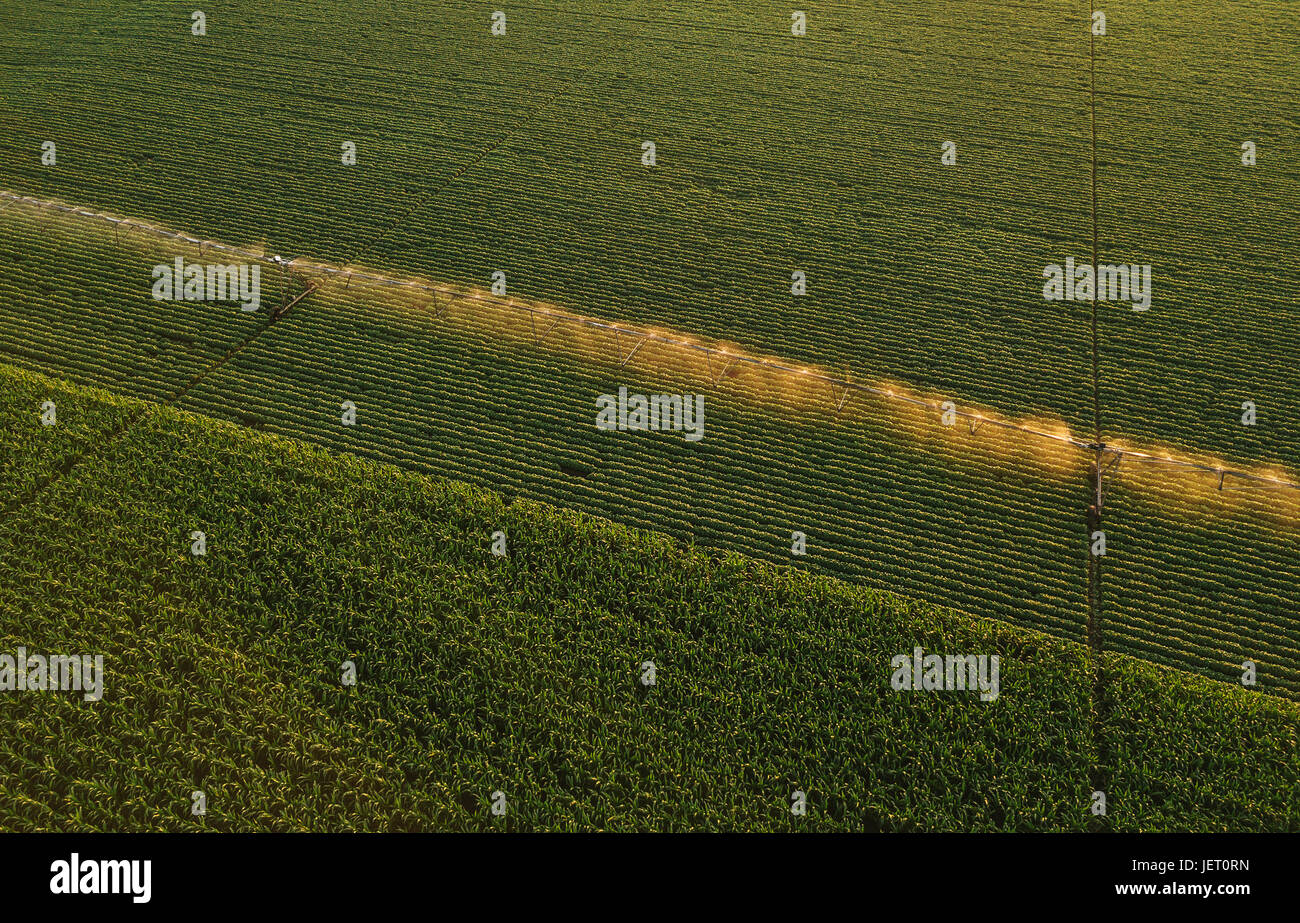 Vista aérea de los equipos de riego Riego de los cultivos de soja verde campo en tarde de verano, drone punto de vista para ángulo inusual para la ley agrícola Foto de stock