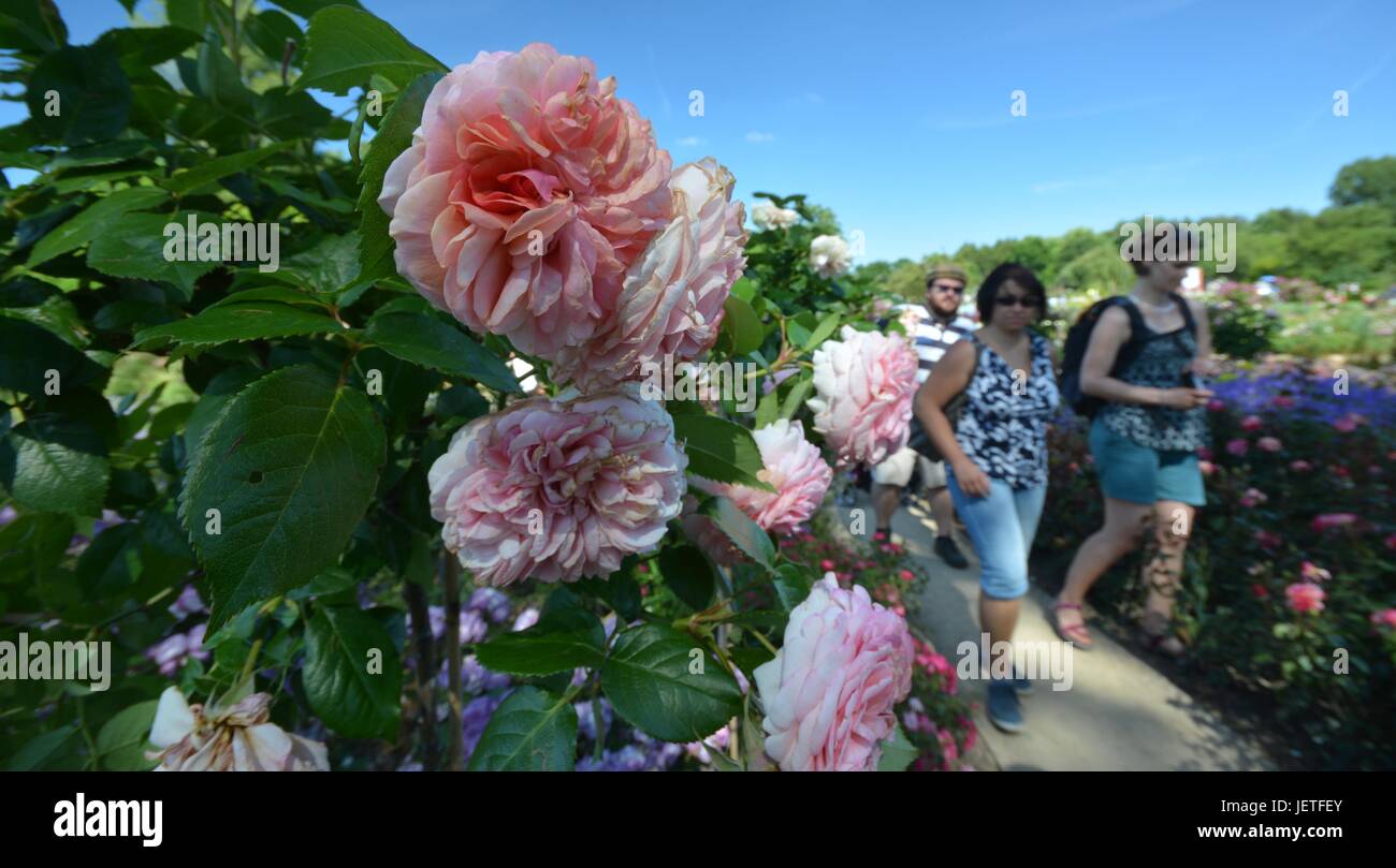 Roses impresiones de la IGA 2017 de Berlín, la Exposición Internacional de Jardinería Berlín desde el 18 de junio de 2017, Alemania Foto de stock