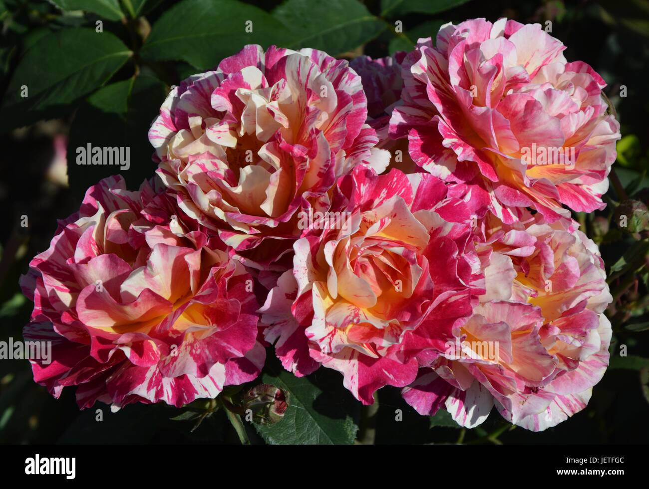 Roses impresiones de la IGA 2017 de Berlín, la Exposición Internacional de Jardinería Berlín desde el 18 de junio de 2017, Alemania Foto de stock