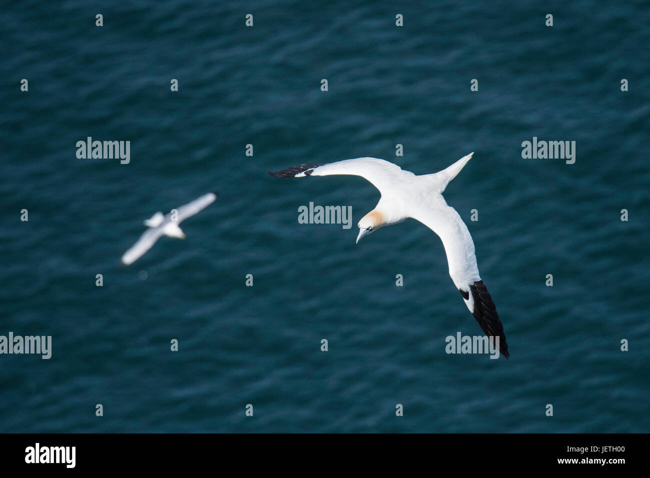 Adultos Gannett, Morus bassanus septentrional, con antecedentes Kittiwake volando cerca de acantilados Bempton, Yorkshire, Inglaterra, Reino Unido Foto de stock