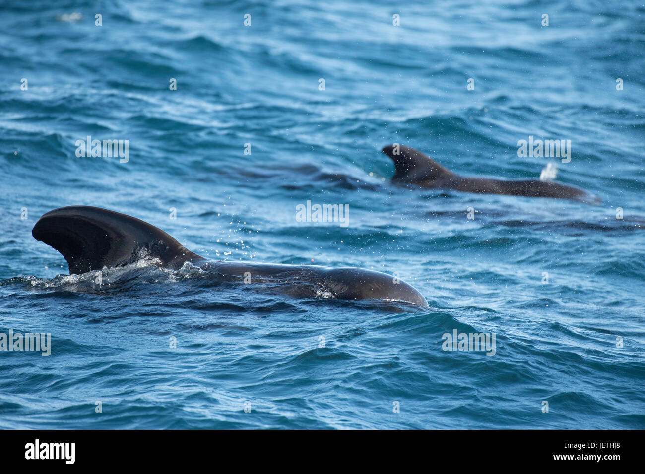 Dos las ballenas piloto de aleta corta, Globicephala macrorhynchus, desbastado, mostrando su aleta dorsal, la isla de Madeira, en el norte del Océano Atlántico Foto de stock
