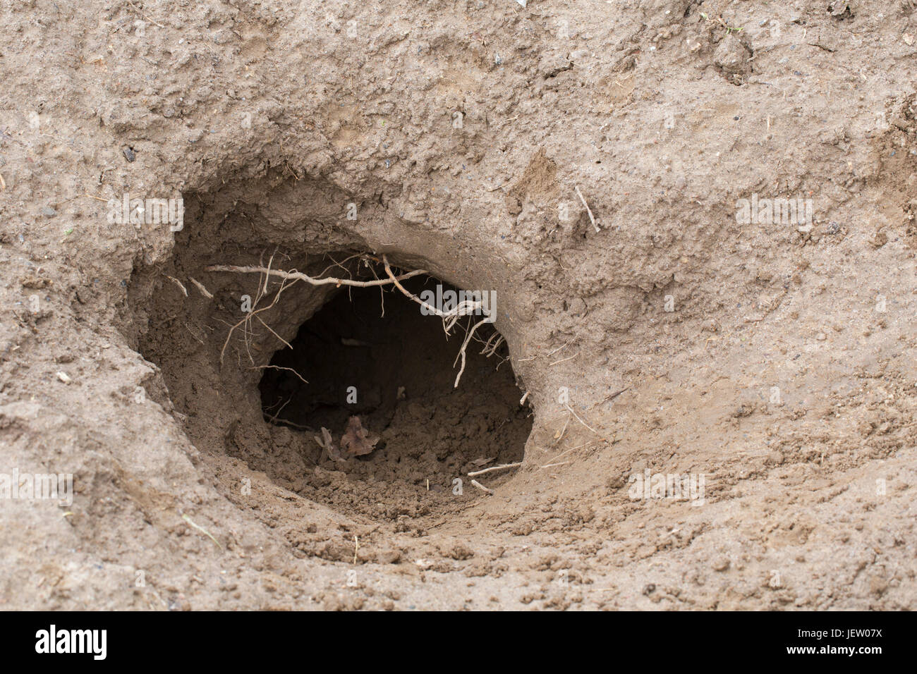 Entrada de unión Tejón (Meles meles) den / sett badger badger / conjunto excavado en el suelo Foto de stock