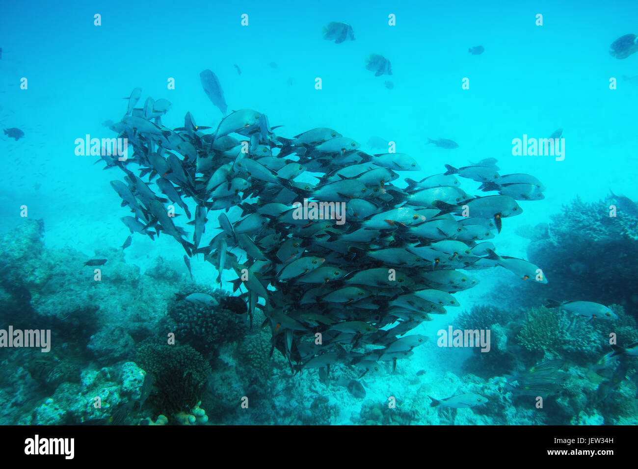Escuela de peces pescados en el Océano Índico, Maldivas. Aguas cristalinas de color turquesa tropical Foto de stock