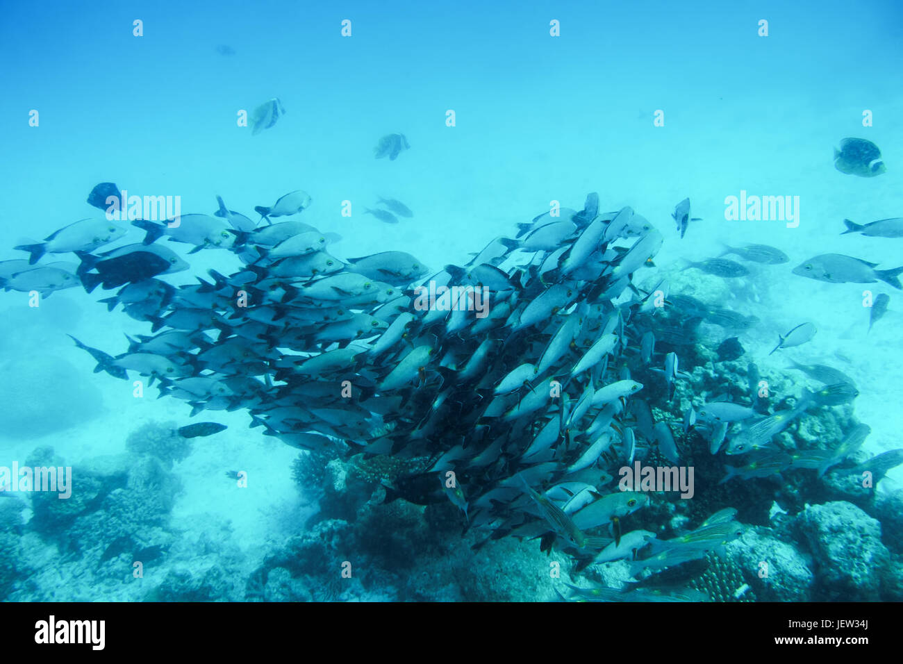 Escuela de peces pescados en el Océano Índico, Maldivas. Aguas cristalinas de color turquesa tropical Foto de stock