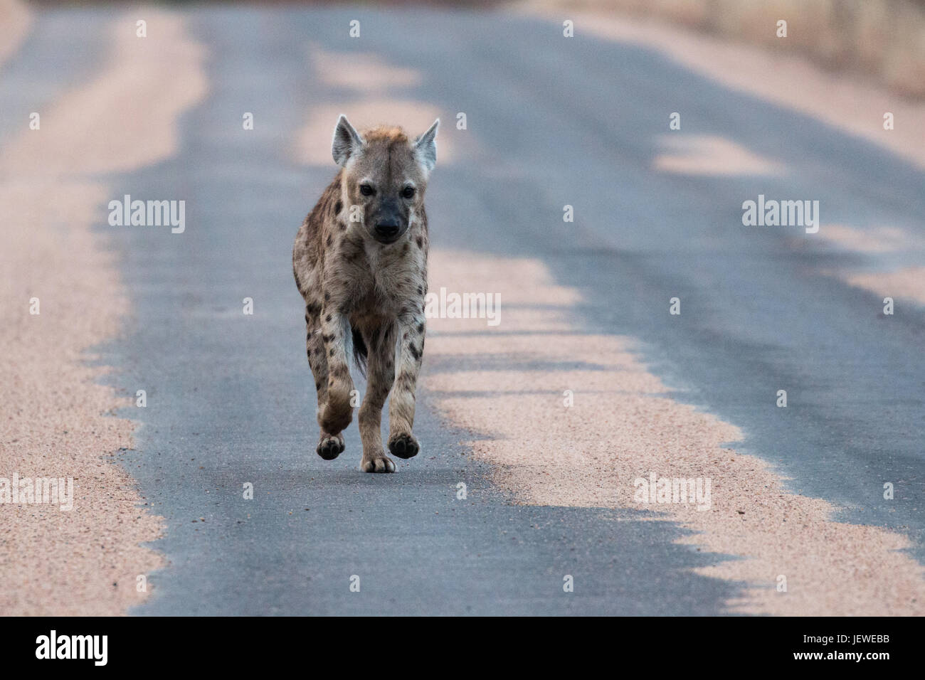 Spotted Hyena corriendo por la carretera. Cerca Tsendze campamento rústico, Parque Nacional Kruger, Sudáfrica. Foto de stock