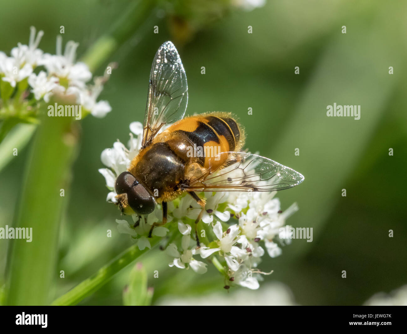 Eristalis horticola dronefly hoverfly o alimentación o nectaring en flor blanca, agua o umbellifer dropwort Foto de stock