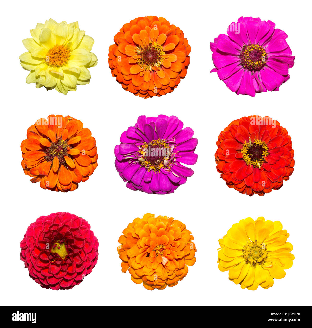 Flores moradas y amarillas fotografías e imágenes de alta resolución - Alamy