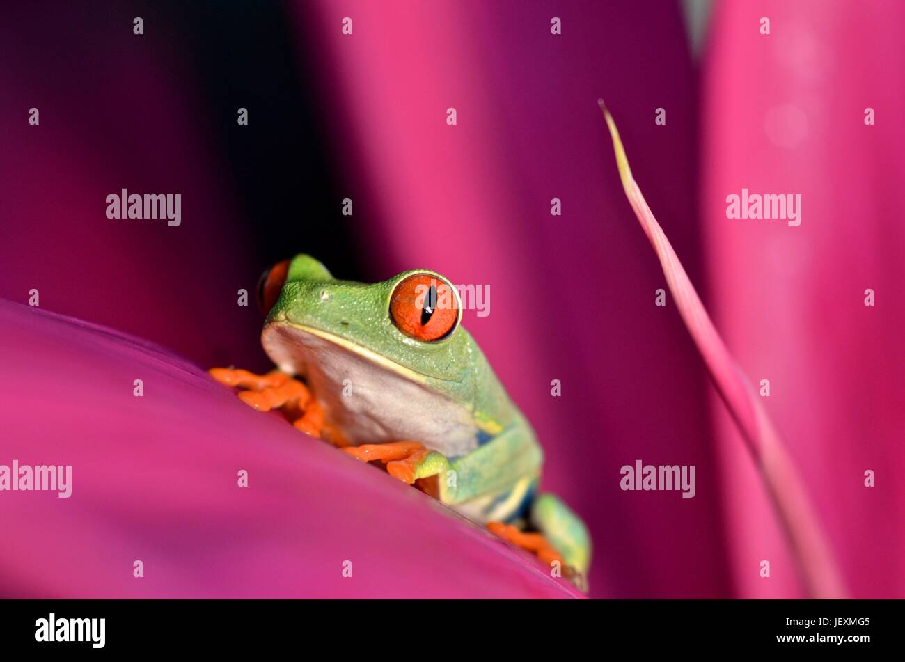 Una rana arborícola de ojos rojos, Agalychnis callidryas, descansa sobre una hoja en el Parque Nacional de Tortuguero. Foto de stock