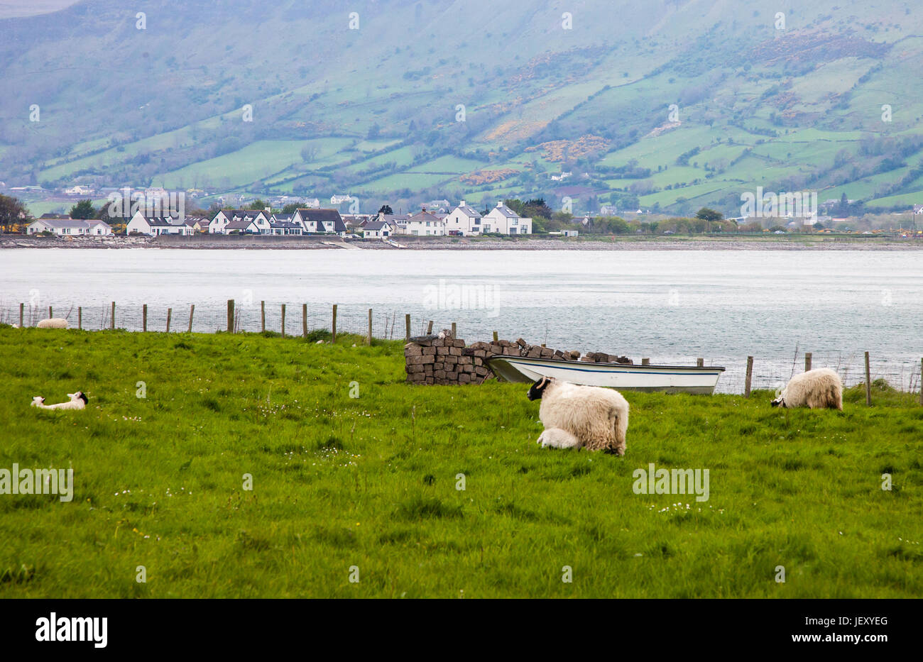 Ovejas pastando a lo largo de la carretera costera de Antrim Glenarm en el Condado de Antrim, Irlanda Foto de stock