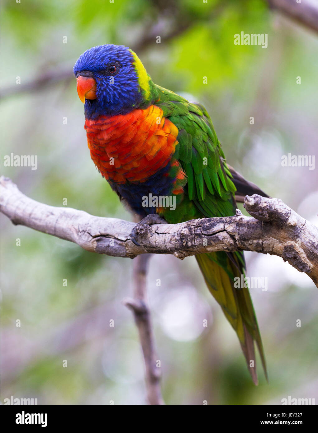 Retrato de Parrot - Rainbow Lorikeet Foto de stock