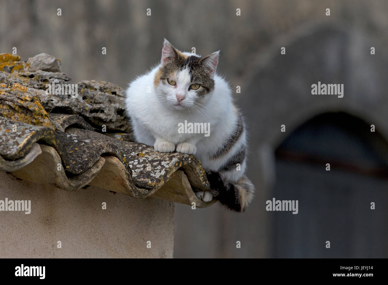Gato doméstico (Felix catus) Foto de stock