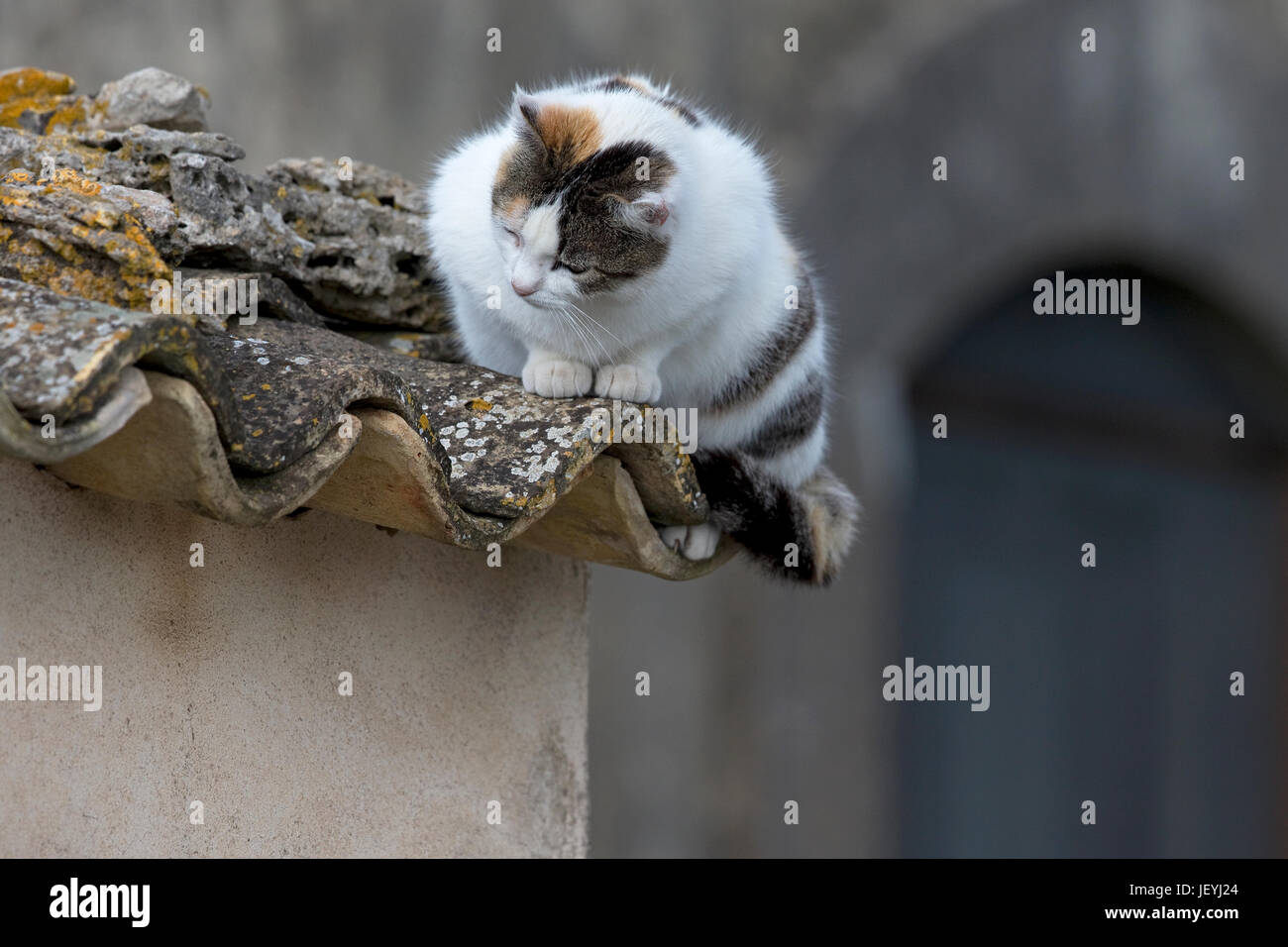 Gato doméstico (Felix catus) Foto de stock