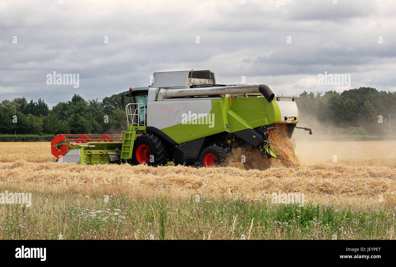 Corte de la cosechadora en un campo de trigo en Inglaterra rural Foto de stock
