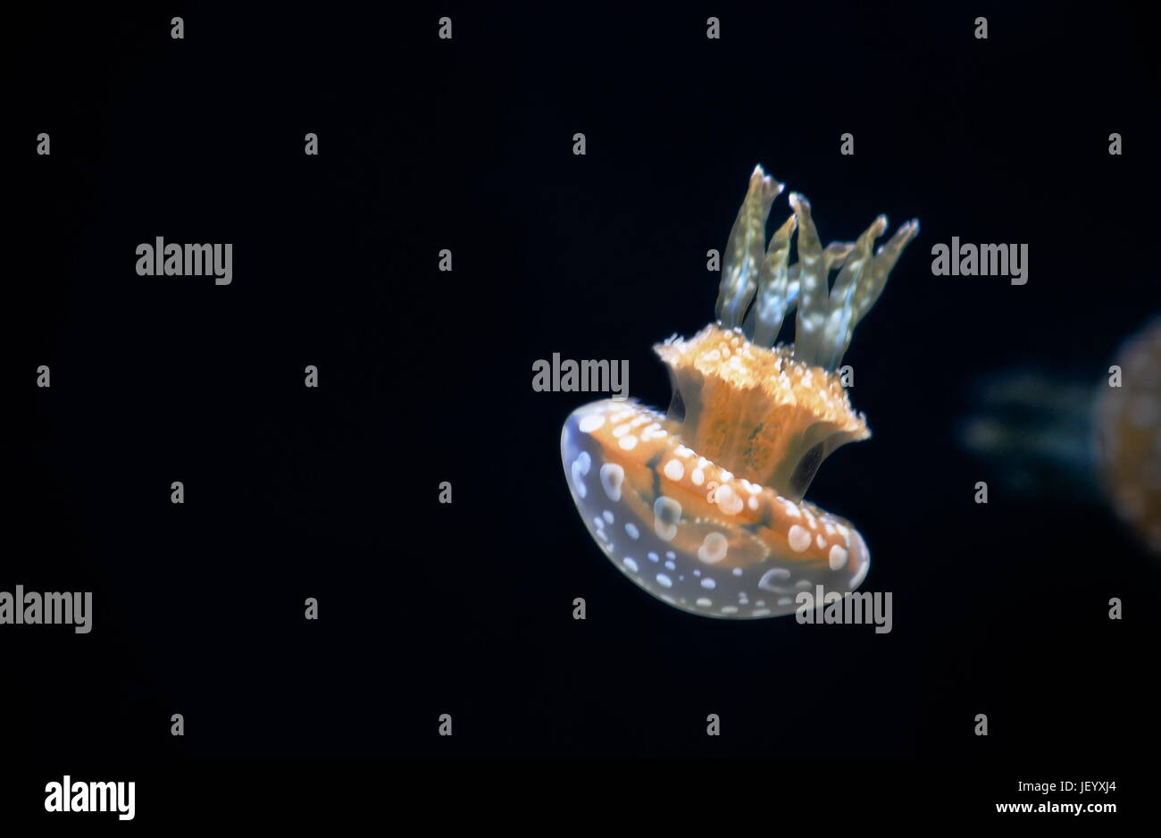 Manchada de Jelly (Mastigias papua). Foto de stock