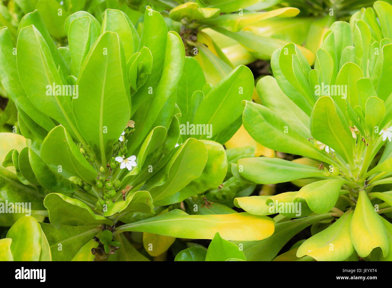 Playa Naupaka (Scaevola taccada) - también conocida como playa de repollo, lechuga de mar, playa, naupaka naupaka kahakai, magoo, y ngahu merambong Foto de stock