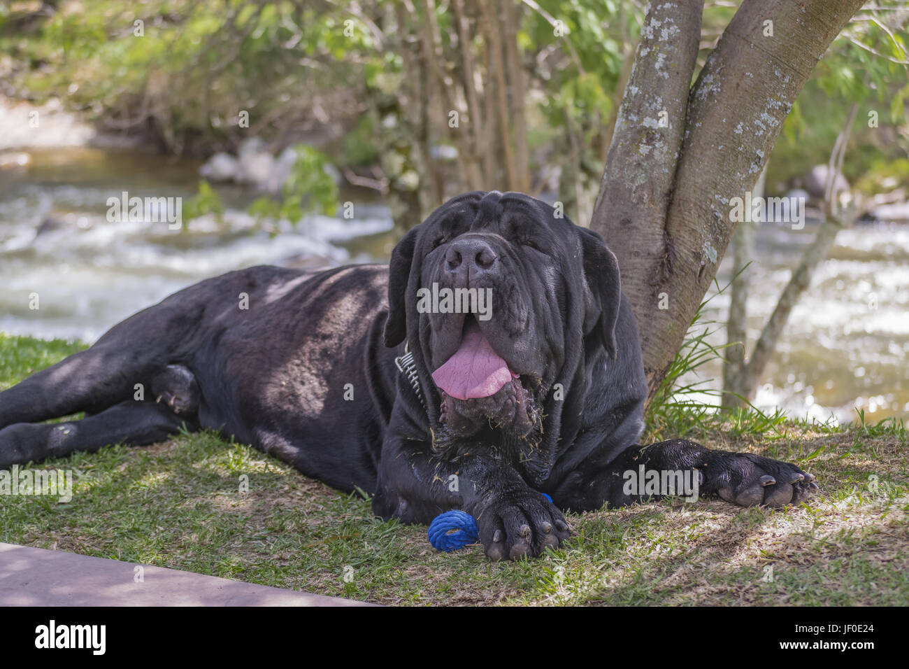 Perro negro grande fotos de stock, imágenes de Perro negro grande sin  royalties