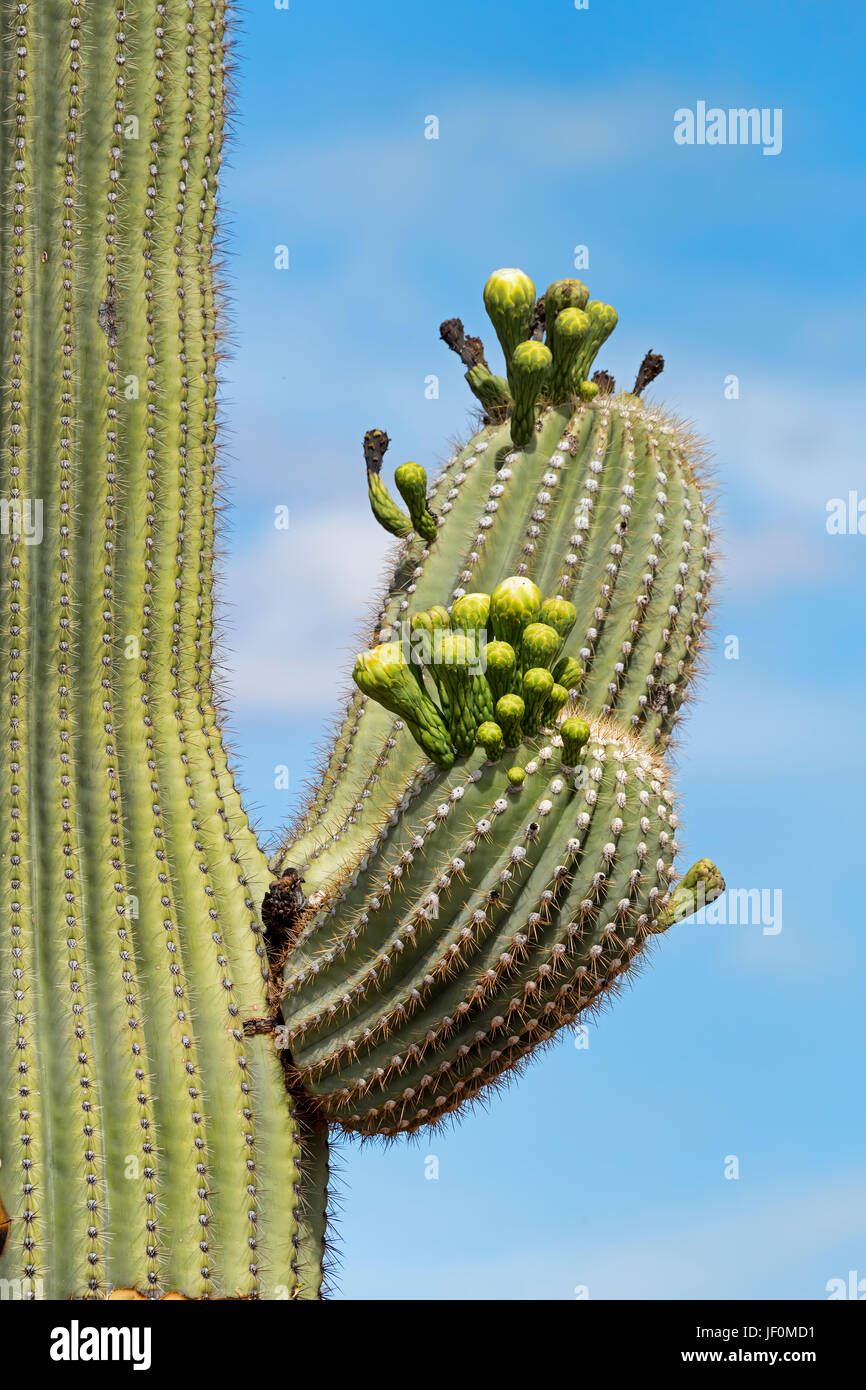 Cacto Saguaro (Carnegiea gigantea), detalle, el Saguaro National Park, el desierto de Sonora, en Tucson, Arizona, EE.UU. Foto de stock